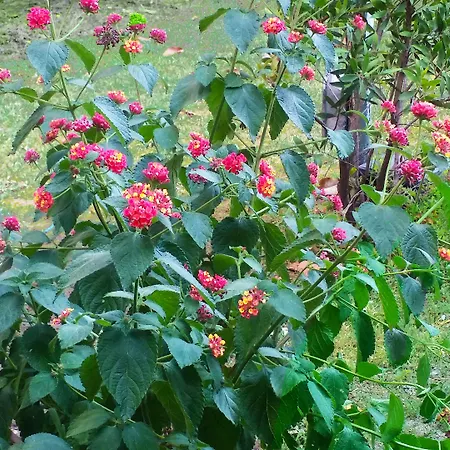 Coppolamyhouse 招待所 4*