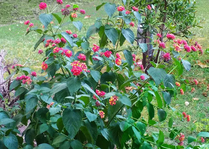 Coppolamyhouse بيت ضيافة 4*